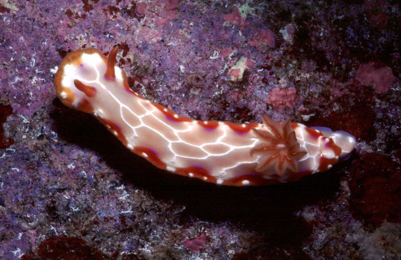 Hypselodoris iacula